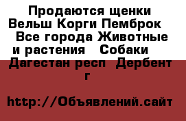 Продаются щенки Вельш Корги Пемброк  - Все города Животные и растения » Собаки   . Дагестан респ.,Дербент г.